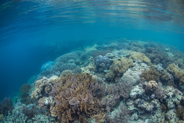 Naklejka na ściany i meble Tropical Pacific Coral Reef 3