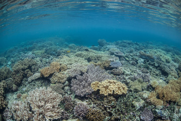 Naklejka na ściany i meble Diverse Coral Reef 3