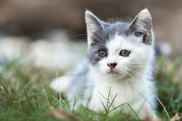 Curious Kitten