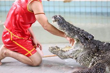 Spectacle pour attraper des crocodiles.