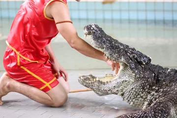 Photo sur Aluminium Crocodile Spectacle pour attraper des crocodiles.