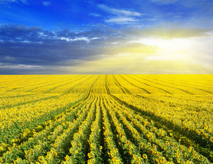 Sunset over the field