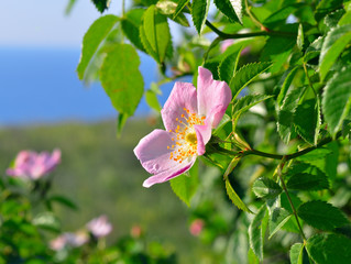 Flower against the green meadow