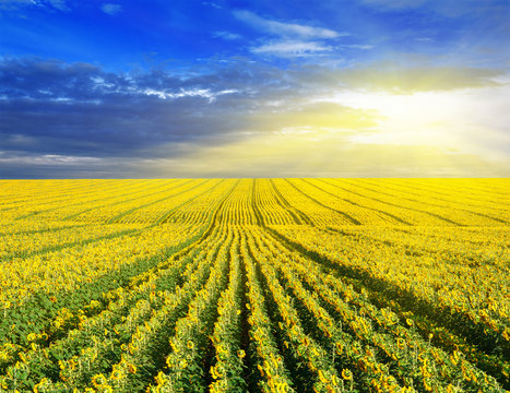Sunset over the field