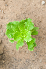 fresh farmed vegetable