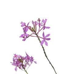 Obraz premium violet orchid branch isolated