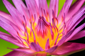 Fototapeta premium lotus