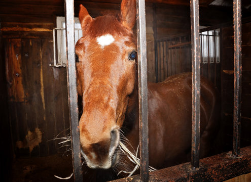 Portrait of a brown horse standing in the stall