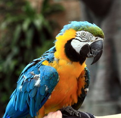 Blue and gold macaw
