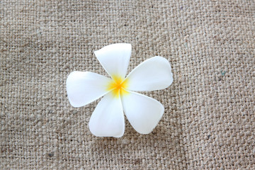 Fototapeta na wymiar white plumeria or frangipani on sackcloth.