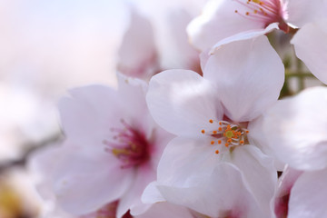 桜の花　アップ