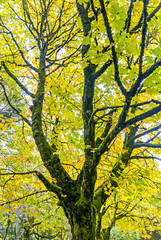 Fototapeta na wymiar Autumn forest and old tree