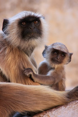 Gray langur with a baby sitting at the temple, Pushkar, India