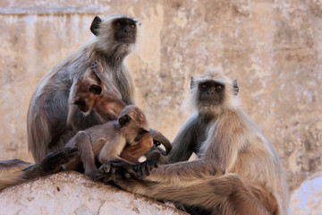 Gray langurs with babies sitting at the temple, Pushkar, India