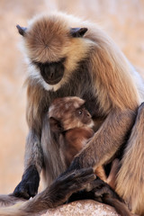 Gray langur with a baby sitting at the temple, Pushkar, India