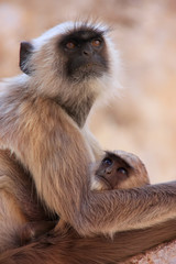 Obraz premium Gray langur with a baby sitting at the temple, Pushkar, India