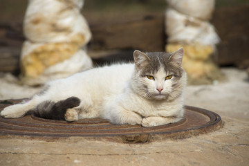 Cat resting on metal plate © Alexander