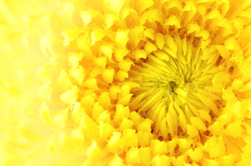 Yellow chrysanthemum close-up