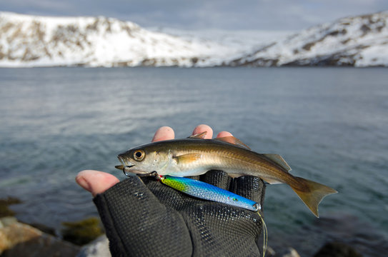 Small coalfish in angler hand