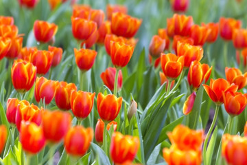 Tulips