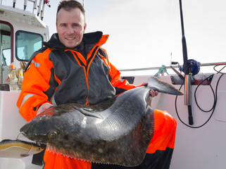 Man with huge halibut fishing trophy - obrazy, fototapety, plakaty