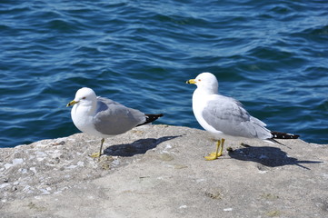 Seagulls