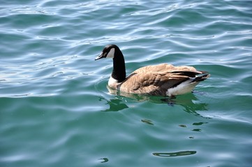 Obraz premium Canadian geese