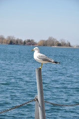 Fototapeta na wymiar Ring-billed seagull