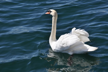 Swan