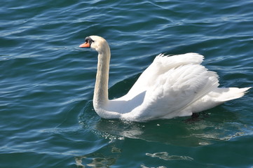 Swan