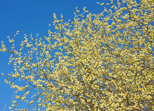 Weidenk&auml;tzchen - Salix spec.