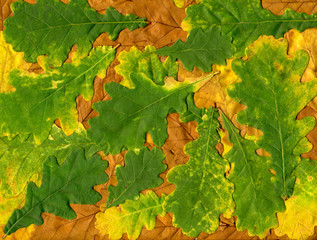 colorful background of yellow and green autumn leaves