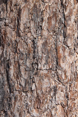 Tree bark texture.