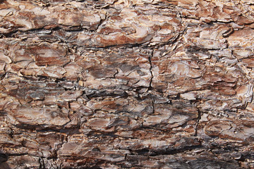 Tree bark texture.