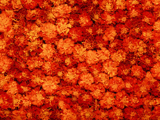 Background of red and yellow flowers.