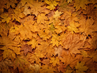colorful background of yellow autumn leaves