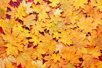 Naklejka na ściany i meble colorful background of yellow autumn leaves