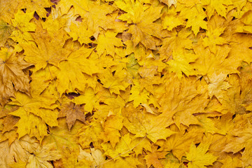 Naklejka na ściany i meble colorful background of yellow autumn leaves