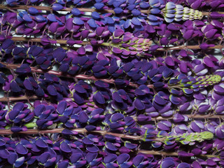Fototapeta premium background of violet lupine flowers
