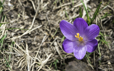 Blue crocus