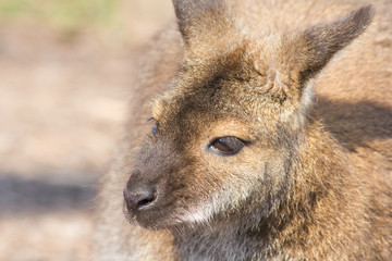 Bennettkänguru