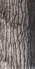 Tree bark texture.