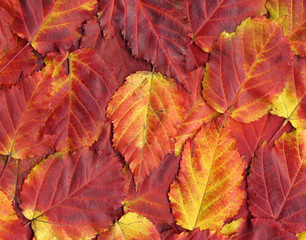 Naklejka na ściany i meble colorful background of red autumn leaves