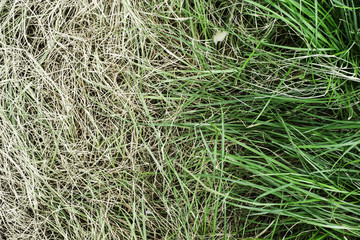 Fresh green grass and yellowed dry grass