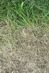 Fresh green grass and yellowed dry grass