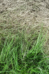 Fresh green grass and yellowed dry grass