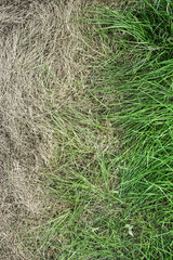 Fresh green grass and yellowed dry grass