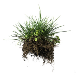 Turf grass and earth