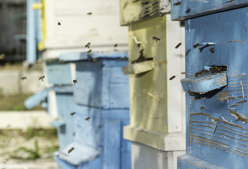 Swarm of bees fly to beehive