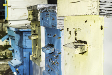 Swarm of bees fly to beehive